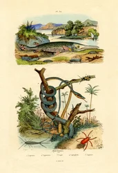 Poisson-argent